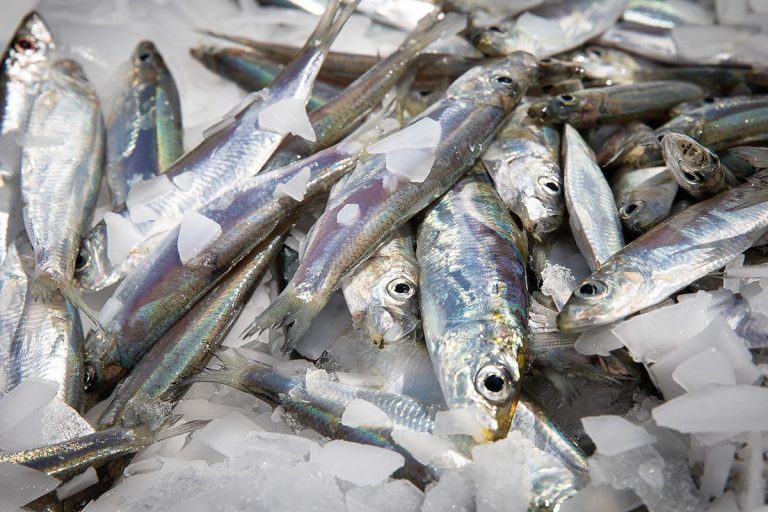 Marechiaro-pesce-adriatico1