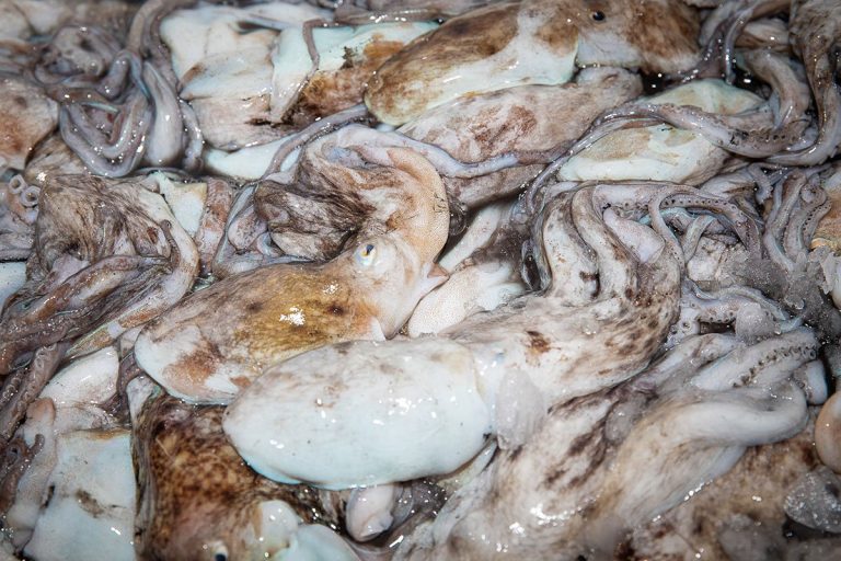 Marechiaro-pesce-adriatico3