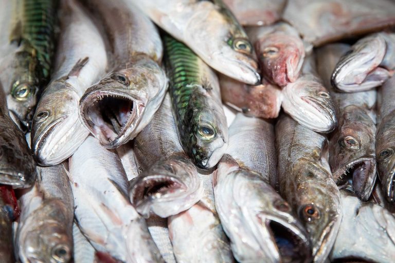 Marechiaro-pesce-adriatico5