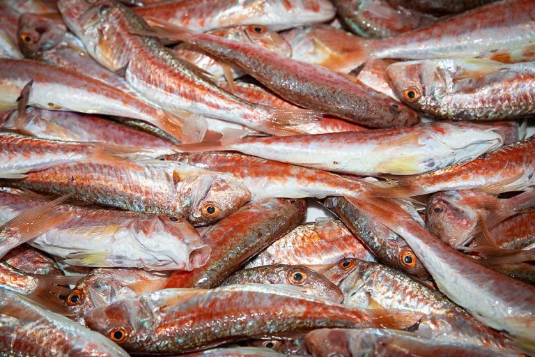 Marechiaro-pesce-adriatico6