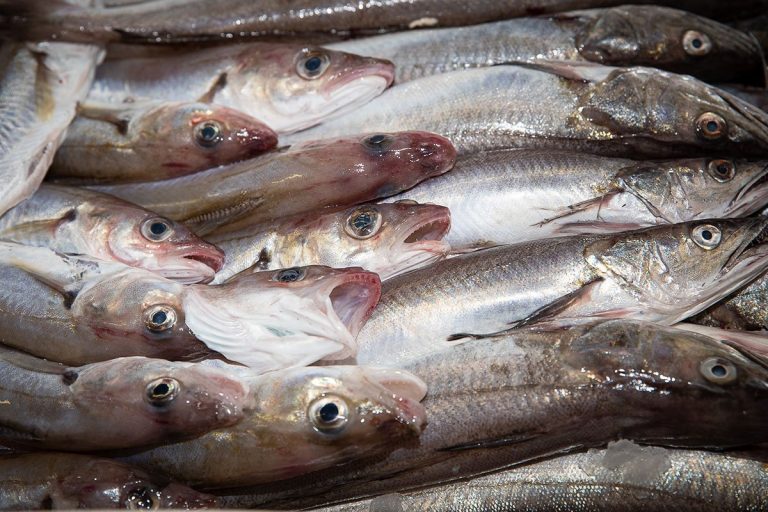 Marechiaro-pesce-adriatico7