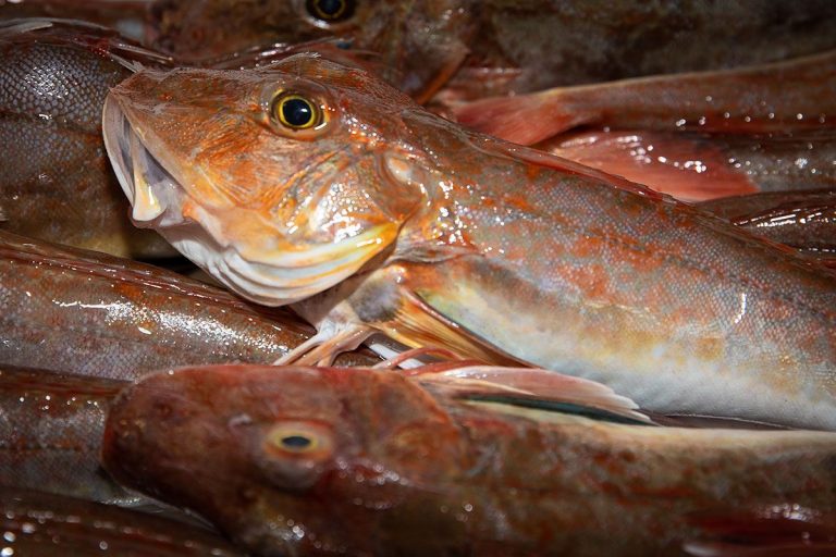 Marechiaro-pesce-adriatico8